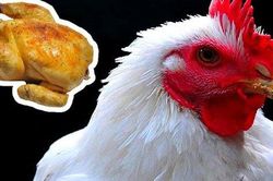 Loại thịt nào được loài người ăn nhiều nhất? Điều xảy ra khi thế giới thiếu vắng con vật này?
