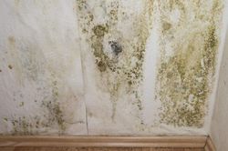 Lý do, cách khắc phục ngôi nhà có mùi hôi mốc