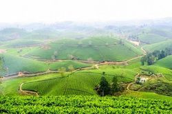 Đồi chè Long Cốc - Điểm du lịch xanh ở Phú Thọ