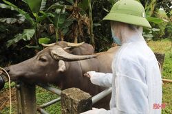 Các địa phương ở Hà Tĩnh tăng cường tiêm phòng đợt 1 cho đàn gia súc, gia cầm
