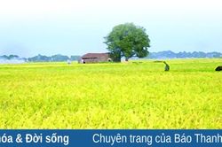 Nắng lại về...