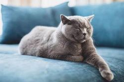 Cách bảo vệ ghế sofa khi nhà nuôi 'thú cưng'