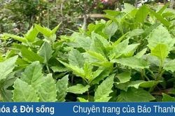 Món canh hến rau bàu