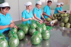 Vì sao trái cây vào Mỹ chậm lại?