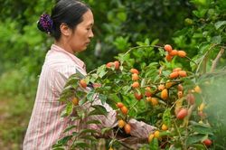 Người dân Hà Nội bội thu hàng trăm triệu nhờ thu hoạch quả nhót chín