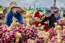 Địa phương nào ở Việt Nam được mệnh danh 'vương quốc hành tím'?