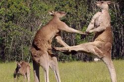 Clip: Màn 'đấu võ' kịch tính của Kangaroo