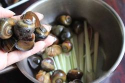 Bí quyết để có món ốc luộc sạch, ngon, không bị tanh