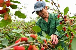 Nông dân Hà Nội thu tiền triệu mỗi ngày mùa thu hoạch dâu tằm