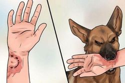 Nghệ An: Nỗi đau từ bệnh dại tiếp tục kéo dài