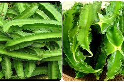10 tác dụng tuyệt vời của trái đậu rồng với sức khỏe