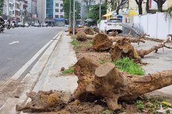 Thông tin chính thức về vụ cây chết trên đường Huỳnh Thúc Kháng kéo dài