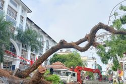 Cây xanh ngã ở Trường THCS Trần Văn Ơn vừa được kiểm tra vào tháng 2-2023