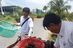 Kiên Giang: Giá cua nghịch mùa cao kỷ lục