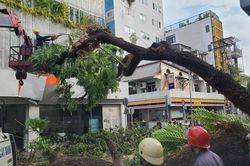 Cây lớn bật gốc trước cổng Trường THCS Trần Văn Ơn, nhiều người bị thương