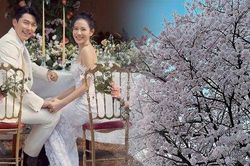 Son Ye Jin liên tục hoạt động MXH sau thời gian ở ẩn và vướng tin ly hôn Hyun Bin