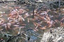 Thú vị đàn cá diêu hồng hàng trăm con 'quyến luyến' với con rạch