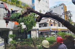 Lãnh đạo TP.HCM yêu cầu xác định trách nhiệm vụ cây đổ trong trường học