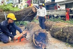 Nỗi lo cây xanh nơi công cộng ngã, đổ