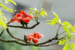 Một số bài thuốc từ cây hoa gạo