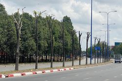TP.HCM đốn hạ, di dời hơn 1.000 cây xanh trên đường Mai Chí Thọ