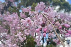 Hoa anh đào nhuộm hồng Nhật Bản