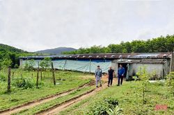 Cử nhân bỏ phố về quê làm giàu trên vùng thượng Kỳ Anh