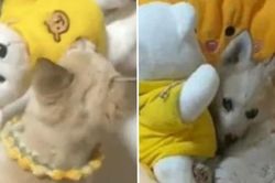 Chú chó hoang năn nỉ cô chủ tốt bụng 'nhận nuôi' cả em gấu bông của mình