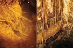 Đột nhập mỏ hoang, chuyên gia ngỡ ngàng thấy dạng sống 'ngoài hành tinh'