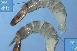 Nhận biết tôm bị bơm tạp chất 'trong 1 nốt nhạc', bạn đã biết chưa?