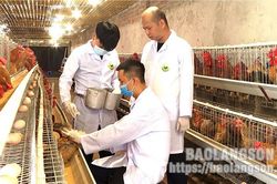 Cung ứng con giống vật nuôi nội tỉnh: Còn nhiều hạn chế