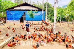 Nuôi gà thời công nghệ 4.0