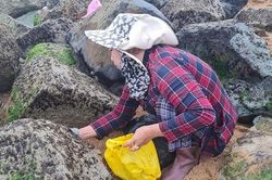 Đời mưu sinh nghề rong biển bên ghềnh đá