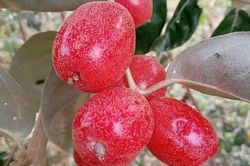 Thứ quả chua chát đang vào mùa, từ rễ tới quả đều có công dụng bất ngờ