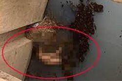 Ngó xuống bên dưới mương thoát nước, người dân phát hiện cảnh tượng kinh hãi