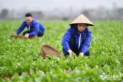 Tái đồng !