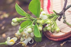Bông bưởi trắng ngần miền ký ức