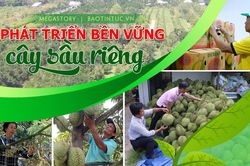 Phát triển bền vững cây sầu riêng