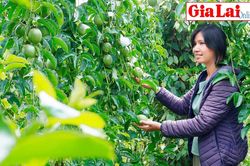 Chọn chanh dây, chặt bỏ cà phê: Cần cân nhắc lợi ích phù hợp
