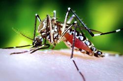 Các nhà khoa học tìm ra cơ chế giúp virus sốt xuất huyết dễ dàng lây lan