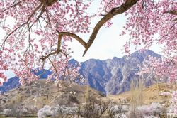 Thiên đường hoa rực rỡ, nên thơ giữa thung lũng Hunza