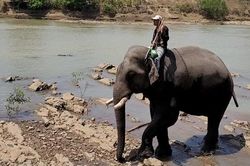 Buôn Đôn lặng lẽ voi già