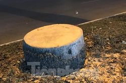 Vì sao quận Hoàng Mai cấp phép chặt hạ 22 cây cau vua trên đường Kim Đồng?