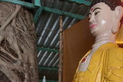 Ngôi chùa ở Quảng Ngãi có cội bồ đề che chở tượng Phật