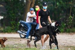 Căn bệnh có thể gây chết người lây truyền từ thú cưng