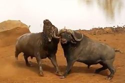 Clip: Màn húc nhau ác liệt của 2 con trâu rừng