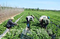 Trên 1.700 chuỗi cung cấp thực phẩm nông, lâm, thủy sản an toàn