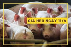 Giá heo hơi hôm nay 11/4: Vẫn giao dịch trong khoảng 48.000 - 52.000 đồng/kg
