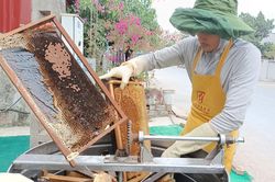 Hải Dương: Mô hình khai thác đa giá trị cây trồng bằng mật ong hoa vải