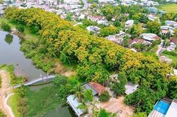 Quảng Nam: Hoa sưa vàng rực rỡ ở TP Tam Kỳ